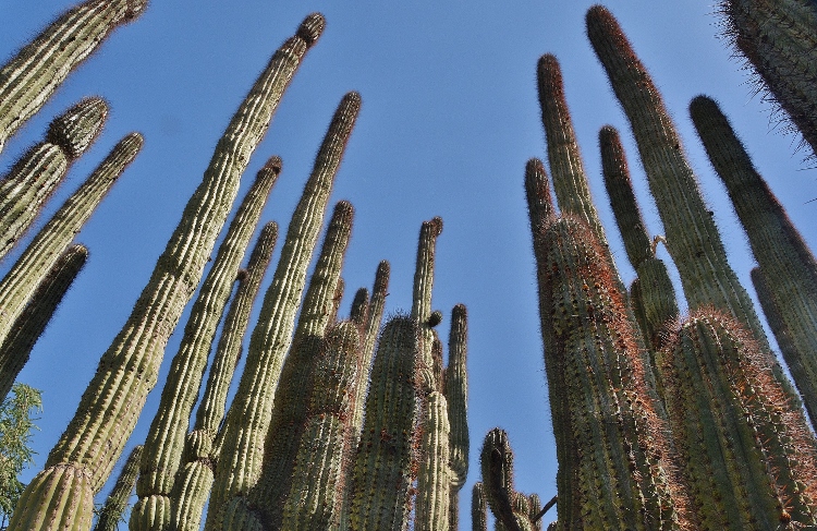 organ pipe cactus